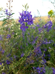 Delphinium consolida