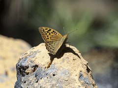 Argynnis pandora
