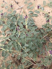 Dalea lanata