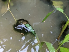 Ulothrix
