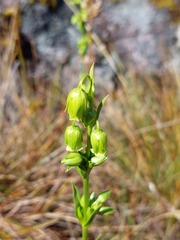 Gentianaceae