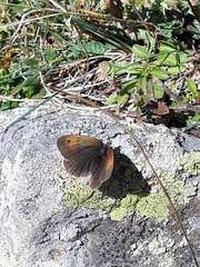 Erebia tyndarus
