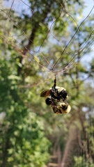 Bombus ternarius