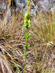 Gentianaceae