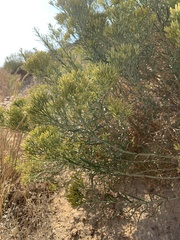 Ericameria nauseosa