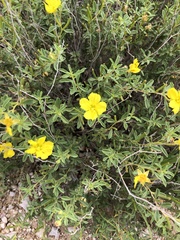 Oenothera serrulata