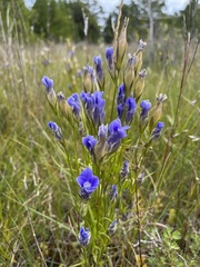 Gentianopsis