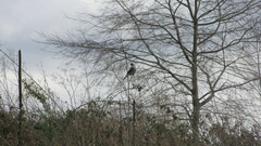 Pyrope pyrope pyrope