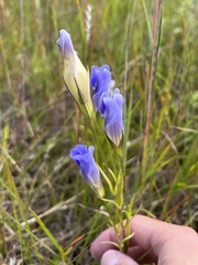 Gentianopsis