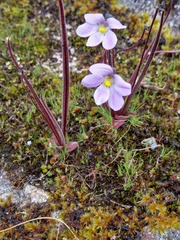 Pinguicula elongata