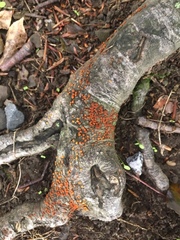 Nectria cinnabarina
