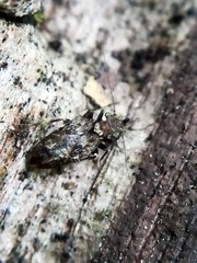 Lepidopsocidae