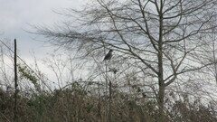 Pyrope pyrope pyrope