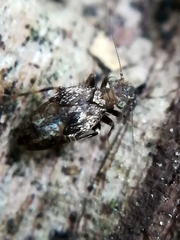 Lepidopsocidae