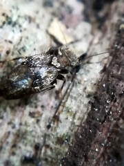 Lepidopsocidae