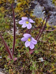 Pinguicula elongata