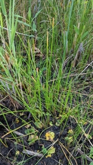 Eleocharis palustris