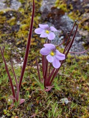 Pinguicula elongata