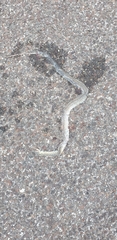 Zamenis longissimus