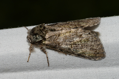 Macrurocampa marthesia