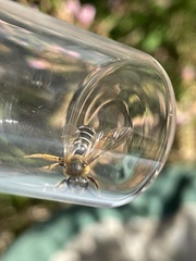 Halictus rubicundus