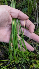 Eleocharis palustris