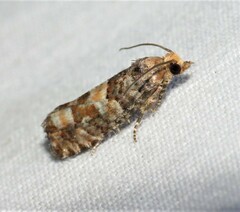 Eucopina tocullionana