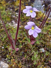 Pinguicula elongata