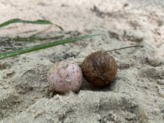 Amphibolips quercusjuglans