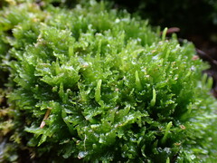 Anthoceros