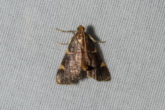 Hypsopygia olinalis