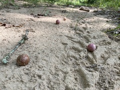 Amphibolips quercusjuglans