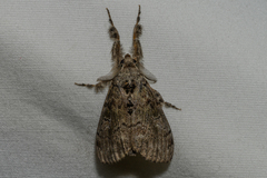 Dasychira obliquata