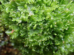 Anthoceros