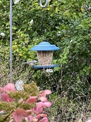 Poecile carolinensis