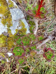 Echeveria