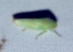 Iassinae