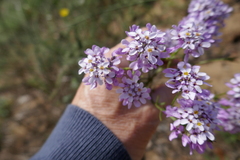 Limonium vulgare