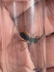 Halictus rubicundus