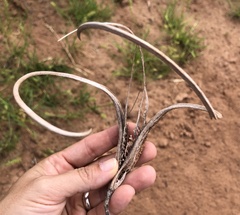 Proboscidea sabulosa