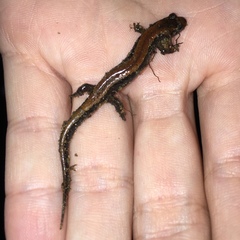 Desmognathus carolinensis