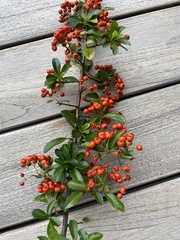 Pyracantha