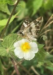 Heliopetes domicella