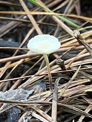 Leucocoprinus fragilissimus
