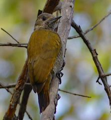 Dryobates passerinus