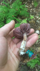 Laccaria ochropurpurea