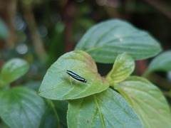 Sibovia
