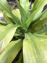 Dracaena fragrans