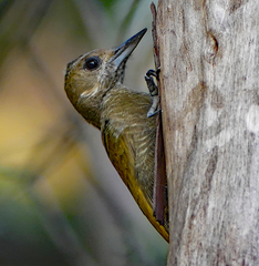 Dryobates passerinus