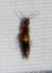 Medonina